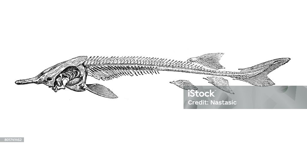 Skeleton of sturgeon (acipenser ruthenus) Illustration of a Skeleton of sturgeon (acipenser ruthenus) Illustration stock illustration