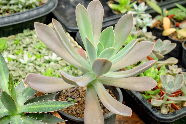 istock succulents and cactus in the garden 801744048