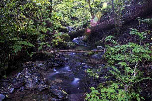 River water surface in green forest.