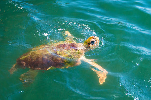 Sea Turtle, coming up to the top for food stock photo