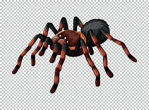 Wild spider on transparent background illustration