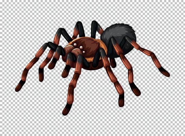 Wild spider on transparent background vector art illustration