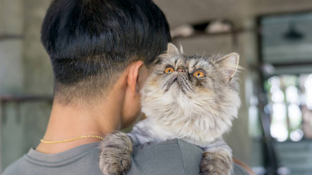 istock Men carrying a gray striped Persian cat. 801750052