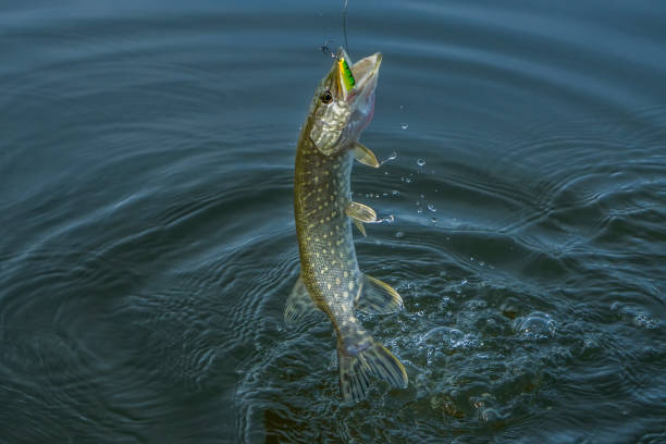 istock Pike fish jumping in water with splash. Fishing background 801756232
