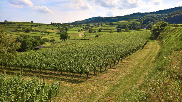 istock wine; Vineyard at Kaiserstuhl / Rhine rift valley (Vitis vinifera) 801756348