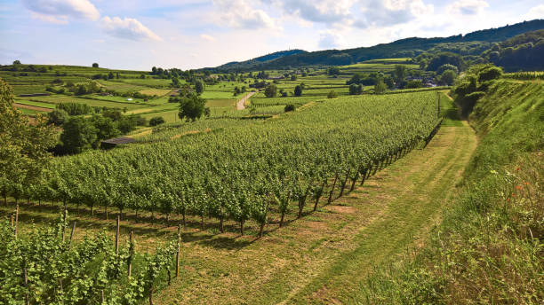 вино; виноградник в долине кайзерстул / рейнский разлом (vitis vinifera) - vinifera стоковые фото и изображения