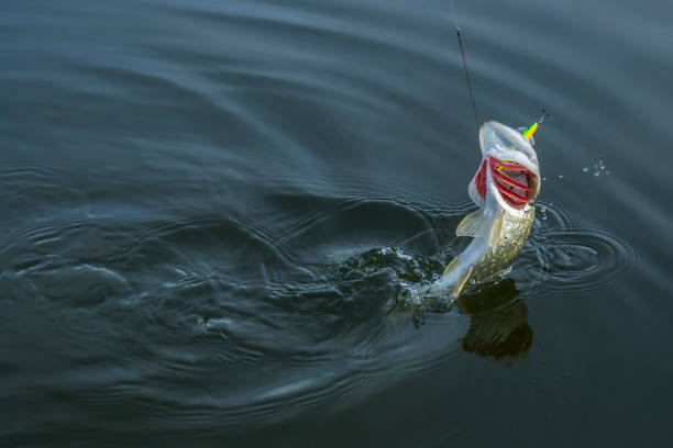 istock Pike fish jumping in water with splash. Fishing background 801756694