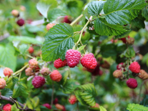 istock Fresh Ripe Red Raspberry with Green Branch Background 801758680