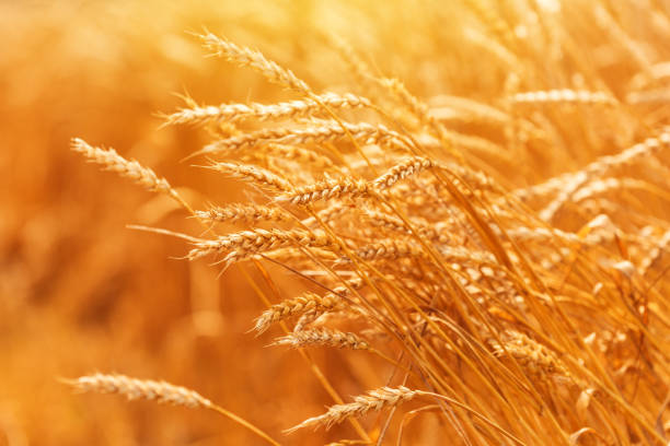 istock Ripe harvest ready wheat in field 801759180