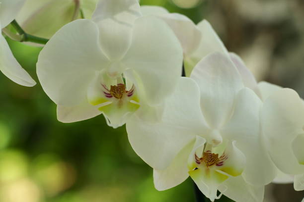 istock beautiful tender closeup white Phalaenopsis orchid flowers on dark background 801761982