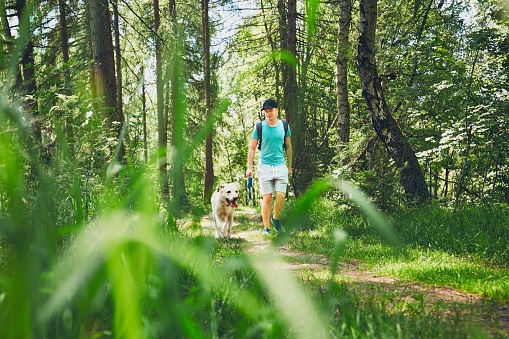 Young man walking with his dog (labrador retriever) in forest. Summer time and vacations theme.