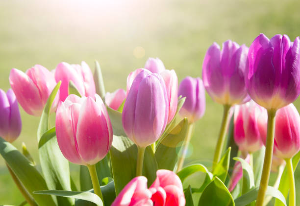 istock Tulip flowers growing 801764908