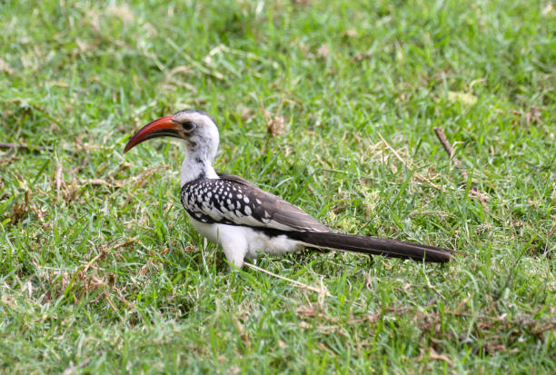 istock From the blanket's hornbill in green grass 801773508