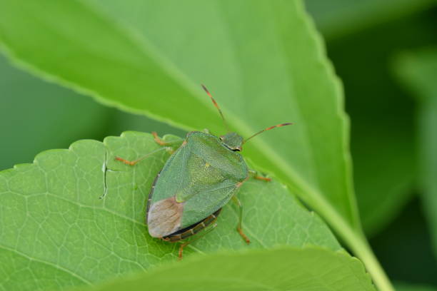 istock hidden green scarab insects on the grass 801777388