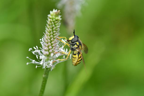 istock The wasp polinates on the flower 801777440