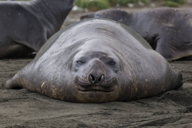 A single elephant seal sits on the shore in South Georgia stock photo