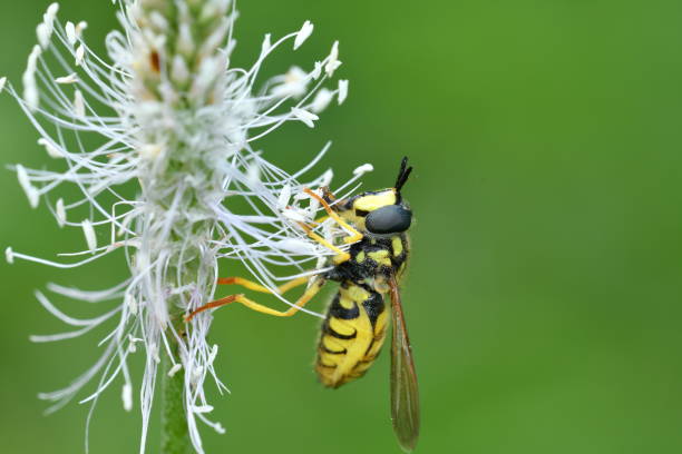 istock The wasp polinates on the flower 801780242