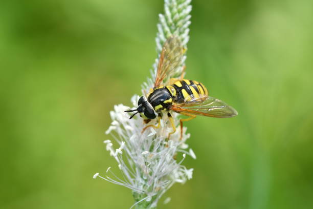 istock The wasp polinates on the flower 801780354