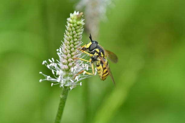 istock The wasp polinates on the flower 801780450