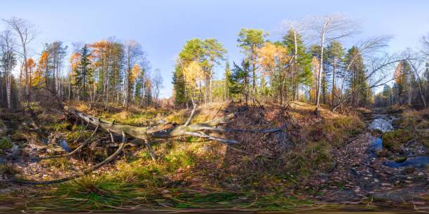 photographie panoramique 360 degrés 180 rivière ruisseau dans la forêt et un tronc d’arbre. contenu de vr - tree stream forest woods photos et images de collection