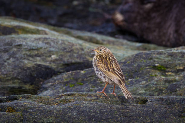 A Pipit bird stands on a rocky shore on South Georgia Island Once a rare bird, the Pipit has made a come back in population size due to pest control measures on South Georgia Island ruddy turnstone stock pictures, royalty-free photos & images