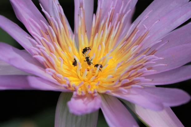 istock Purple lotus closed up image in the pond 801782942