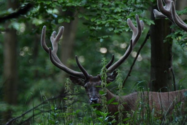 istock herd of stag and deers on the meadow grazing 801786314