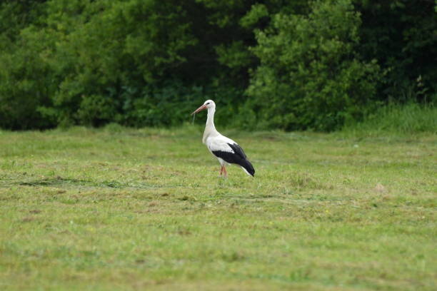 istock herd of storks on the meadow 801791154
