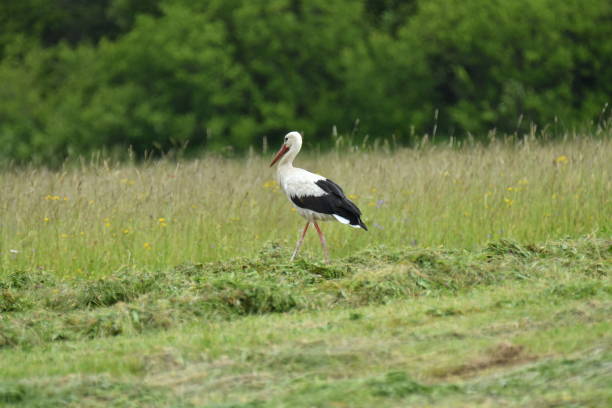 istock herd of storks on the meadow 801791244