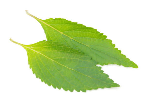 istock Fresh green mint leaves  isolated   on the white background 801791586