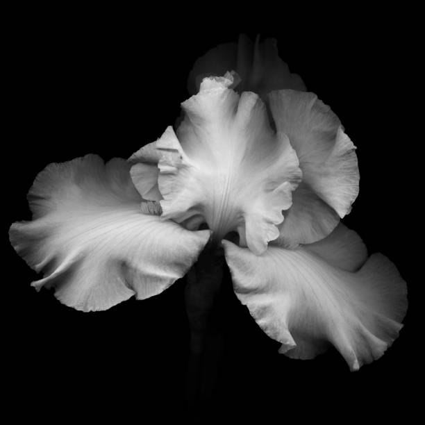 istock Monochrome white Iris isolated against a black background 801804470