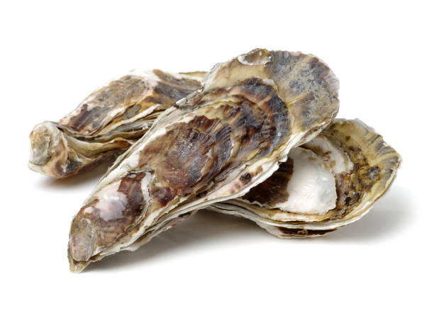 seafood: oyster   isolated on white background - 2333 imagens e fotografias de stock