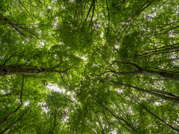 istock treetops with fresh green leaves  in the beechwood forest 801815540
