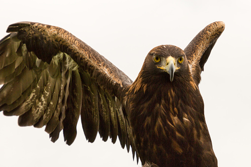 looking up at a golden eagle with outstretched wings