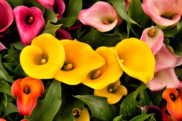 istock Calla lily (Zantedeschia) flowers in full bloom. 801824512
