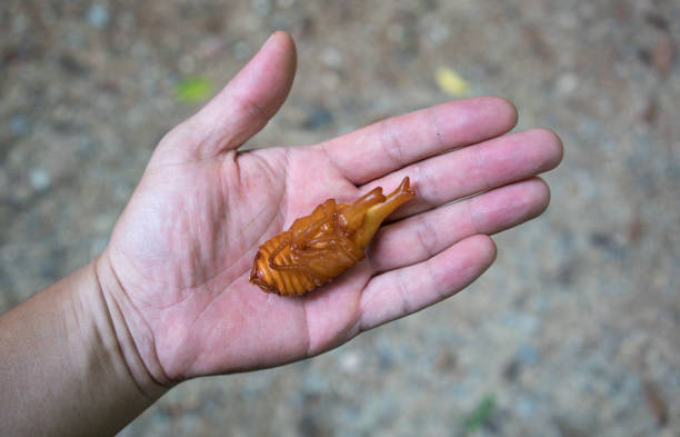 istock Pupa Siamese rhinoceros beetle or Fighting beetle 801824670