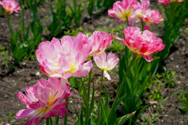 istock Double Sugar /Pink Delicate tulips in the garden 801826866