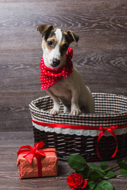 istock Jack Russell Terrier in brown basket 801827080