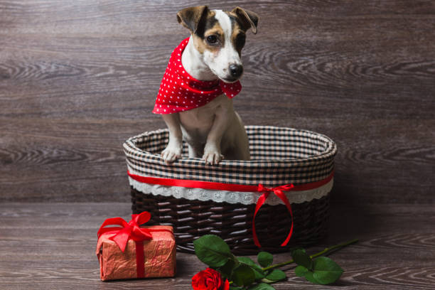 istock Jack Russell Terrier in brown basket 801827082