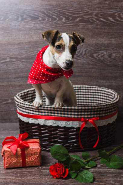 istock Jack Russell Terrier in brown basket 801827094