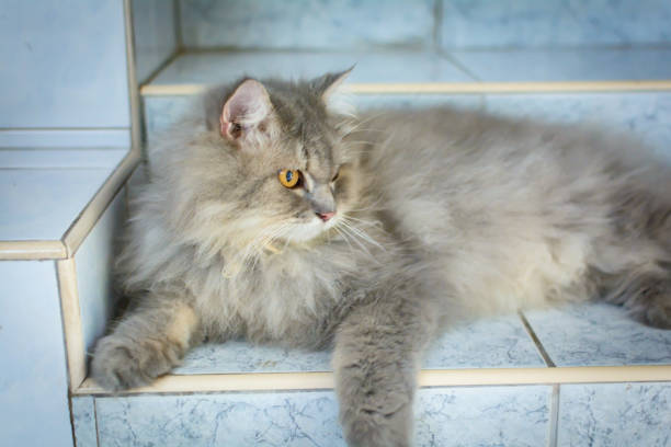 istock close up animal Persian cat sleeping in bed and light blur background 801827266