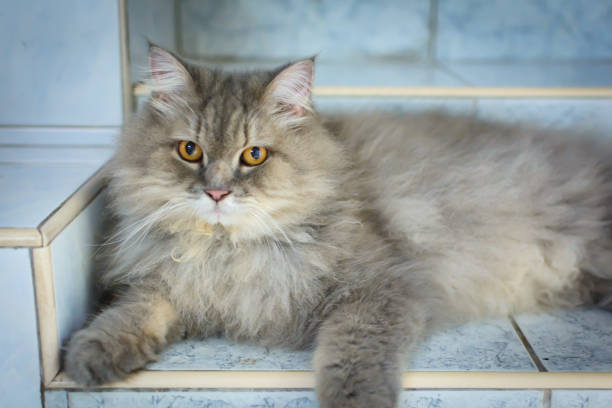 istock close up animal Persian cat sleeping in bed and light blur background 801827286