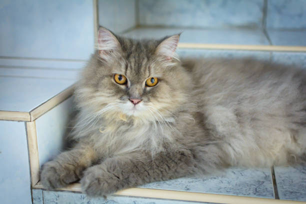 istock close up animal Persian cat sleeping in bed and light blur background 801827304