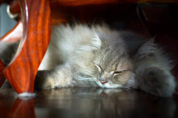 close up animal Persian cat sleeping in bed and light blur background. selective focus
