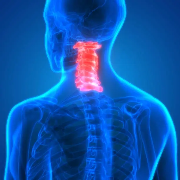 Photo of Spinal cord (Cervical Vertebrae) a Part of Human Skeleton Anatomy