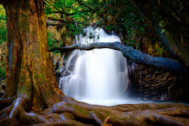 滝と花、マウイ島、ハワイへの道近くに古い木の風景を見る - maui waterfall hawaii islands hana ストックフォトと画像