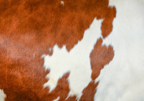 istock Texture of a brown spotted cow coat. 801830086
