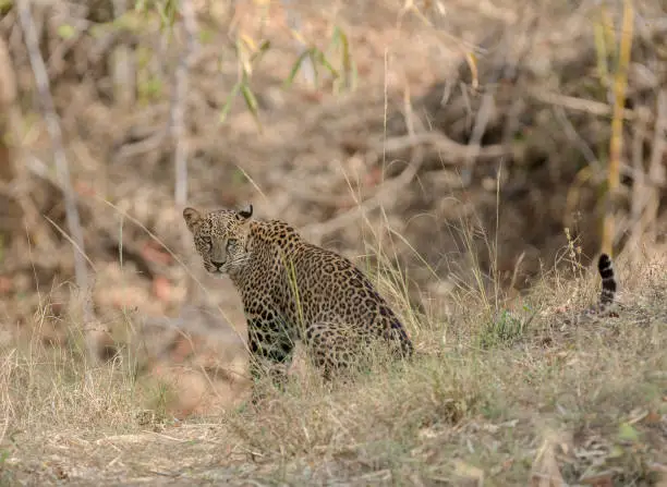 Photo of Leopard