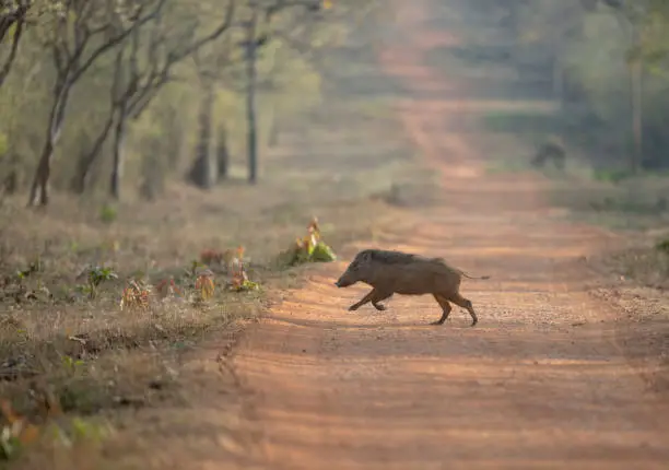 Photo of Wild boar crossing the road