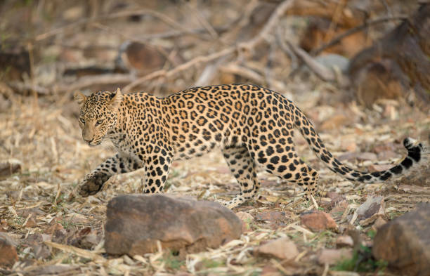 istock Leopard at Tadoba andhari Tiger Reserve 801830746